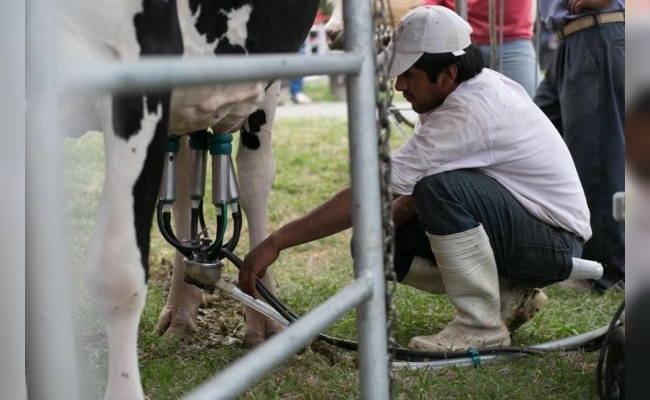 La producción de leche cayó un 14% interanual y es la más baja de los últimos cinco años