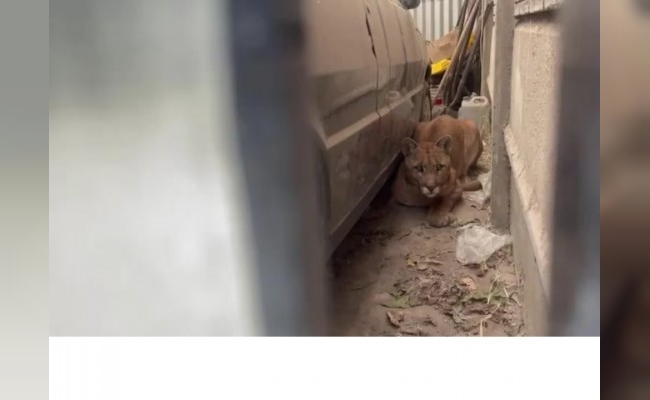 Salió al patio de su casa a buscar papas y se encontró cara a cara con un puma