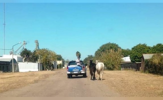 Morteros: personal de inspectoría y policía secuestraron caballos sueltos en la vía pública