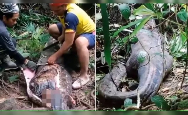 Horror en Indonesia: una pitón gigante devoró a una mujer