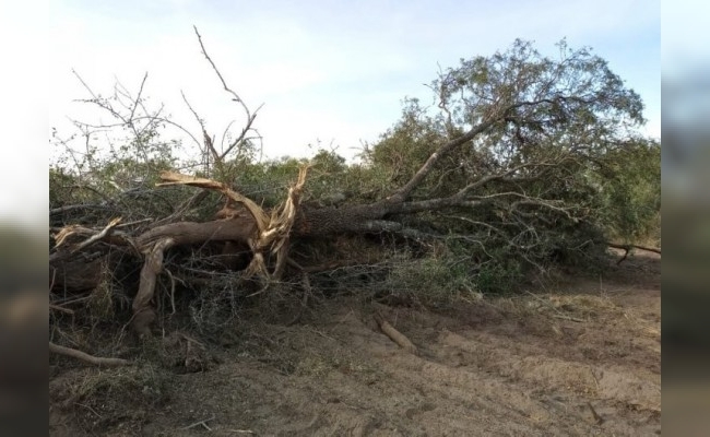 Policía Ambiental de Córdoba evitó desmontes en Chipión y Arroyito