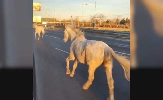 Caballos sueltos en Panamericana: fueron recuperados sin lesiones y se investigarán las causas del incidente