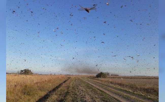 Alertan por desplazamiento de langostas sudamericanas hacia La Rioja, Catamarca y Córdoba