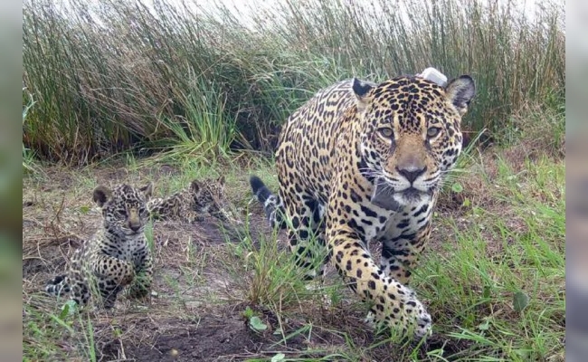 Mataron y cuerearon a uno de los cinco yaguaretés que había en Formosa