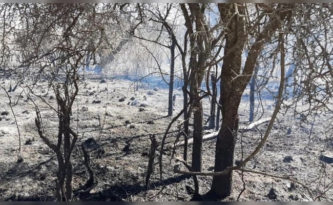 Sin focos activos, bomberos mantienen guardia de cenizas: sigue el "alerta extrema" por riesgo de incendios