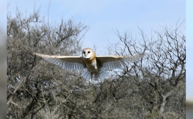 Liberaron 21 aves silvestres en La Calera