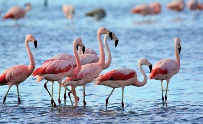 Realizaron censo de flamencos en laguna Mar Chiquita