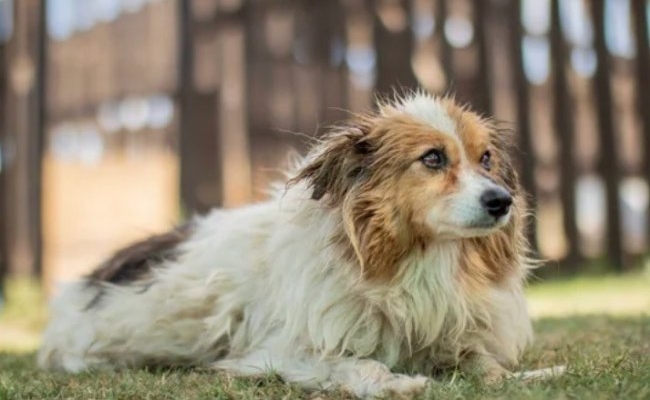 Edesur promoverá la adopción responsable de perros en su factura