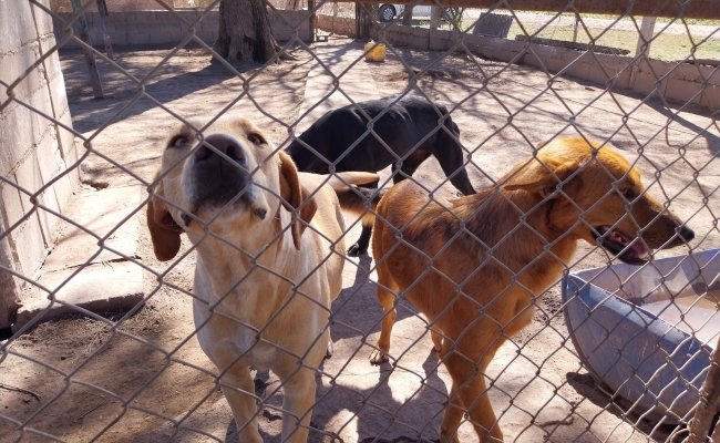 El refugio canino abrió sus puertas a los vecinos de Morteros