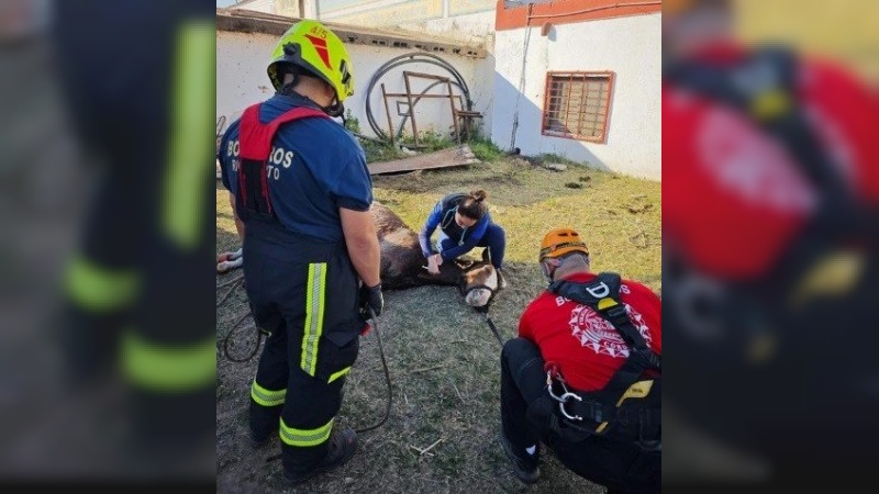 Caballo fue rescatado con una grúa tras caer a "pozo negro"