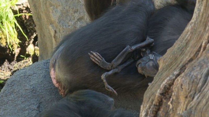 Tras 7 meses de duelo la chimpancé Natalia soltó a su bebé muerto