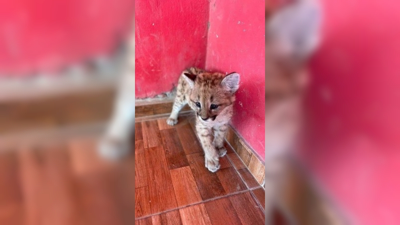 Rescataron a una cría de puma en San Francisco del Chañar