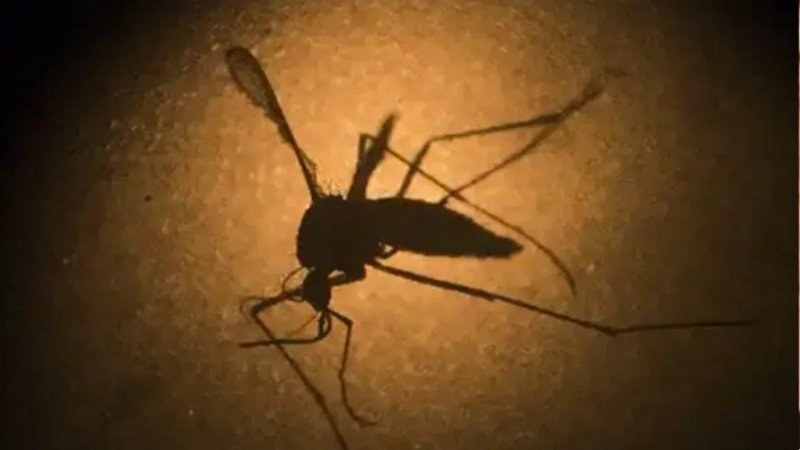 Dengue en Córdoba: advierten que se viene "un verano muy duro"