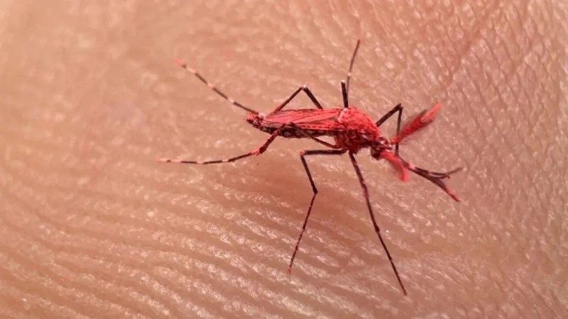 Mendoza liberó 10 mil mosquitos rojos estériles para combatir el dengue