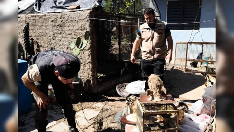 Córdoba: encontraron dos guacamayos en una vivienda