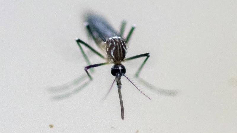 Confirmaron en Córdoba un caso de dengue serotipo cuatro: qué es y por qué podría ser riesgoso