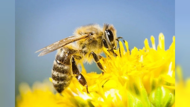 Horror en Rosario: un hombre murió tras ser picado por 150 abejas