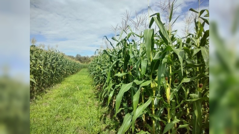 Mejoran las perspectivas para el maíz tardío, pero aún se debe monitorear el cultivo