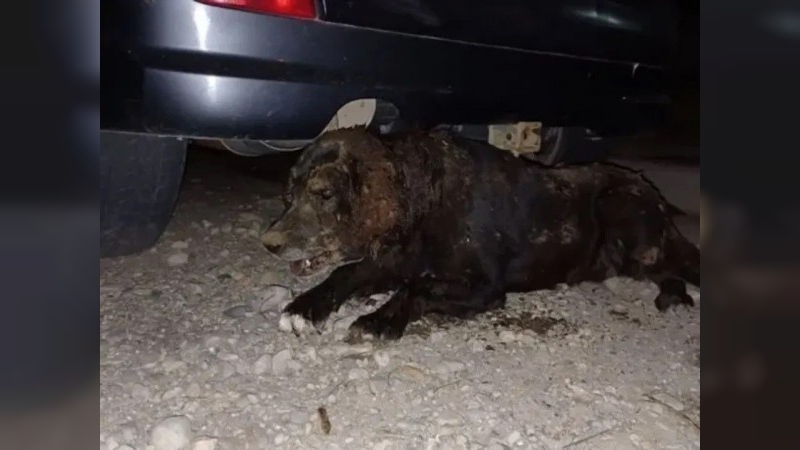 Crueldad animal en Bariloche: torturaron y enterraron viva a una perra perdida