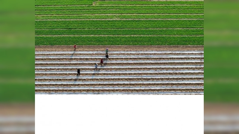 La agricultura brasileña es "la más deseada del mundo" como alternativa a Estados Unidos