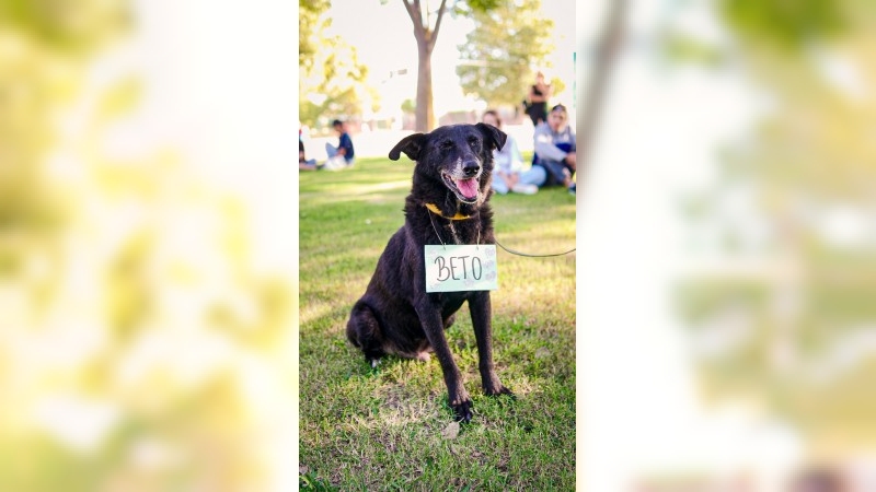 Se realizó la 4° jornada de adopción de mascotas en la plaza Vélez Sarsfield