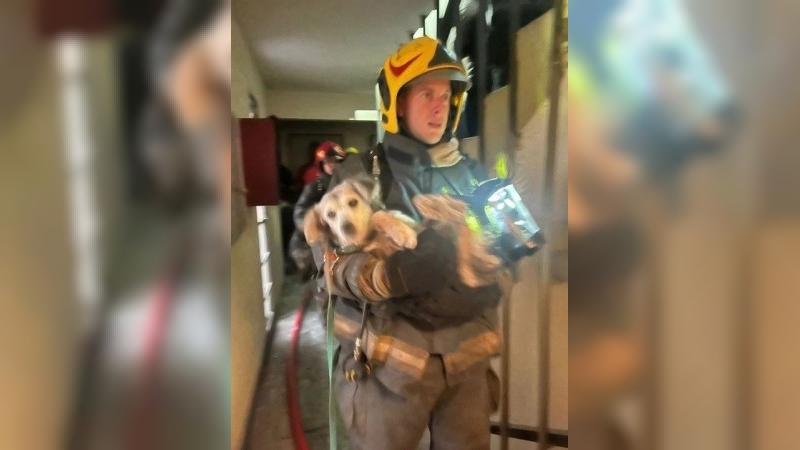 Susto por un incendio frente a Plaza Colón: Bomberos rescataron a un perro