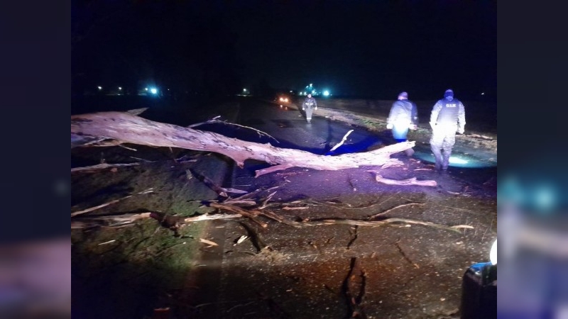 Un automóvil chocó contra un eucalipto caído por el viento en Av. Maipú