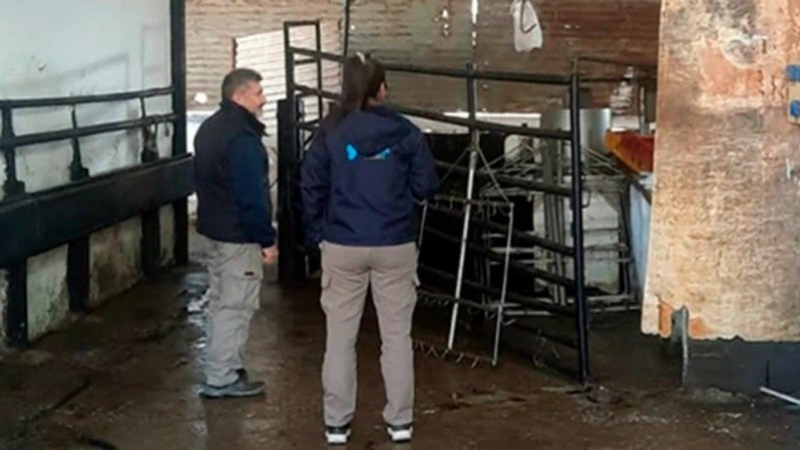 Descubren un matadero ilegal en el interior de Córdoba: secuestraron cien kilos de carne