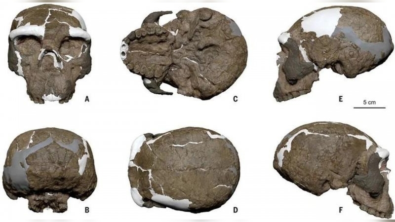 Hallan en China un cráneo de hace un millón de años que reescribe la cronología de evolución humana