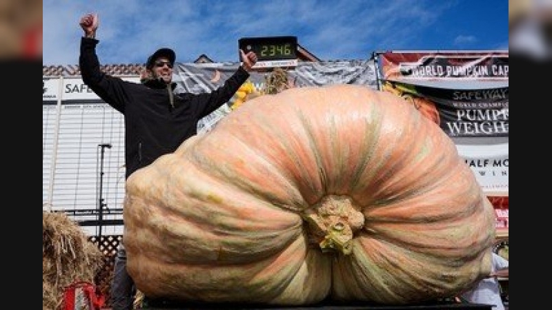 Ingeniero de California gana concurso de calabazas gigantes con una de más de 1.000 kilos