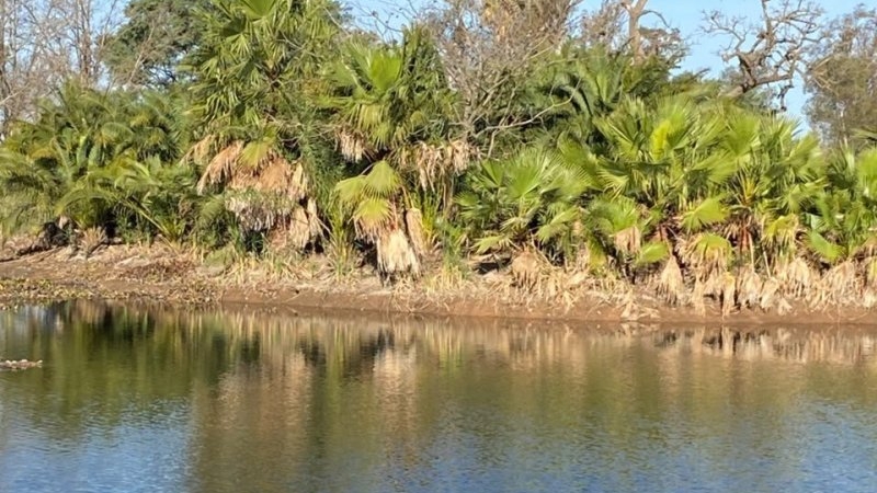 Sorpresa en el Parque Cincuentenario: apareció un yacaré en la laguna de retardo