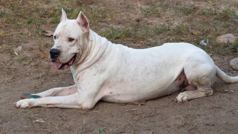 Córdoba: un niño de dos años fue internado tras el ataque de un dogo