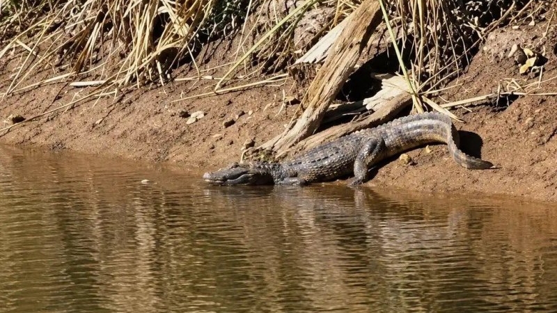 Volvió a aparecer el yacaré en el Parque Cincuentenario
