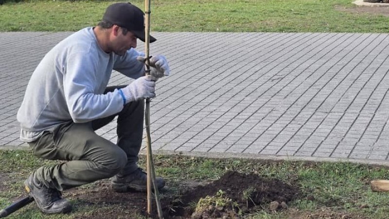La ciudad avanza con la reposici&oacute;n del arbolado urbano